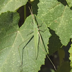 Green locusts, orthoptera insect