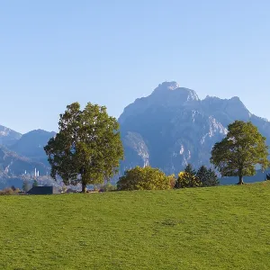 Green meadow area with trees under clear skies