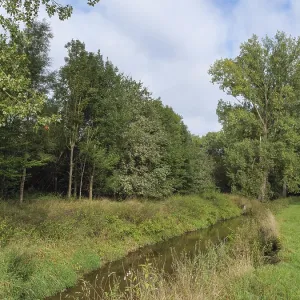 Green meadow and stream surrounded by trees at the edge of the forest