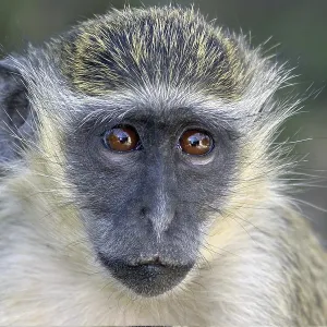 Green monkeys (Cercopithecus aethiops) Green monkeys (Cercopithecus aethiops)