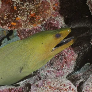 Green moray (Gymnothorax funebris)