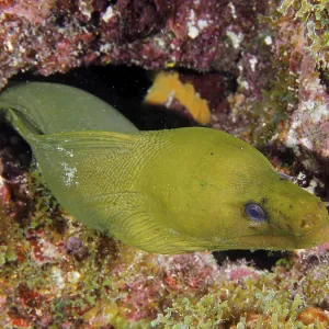 Green moray (Gymnothorax funebris)