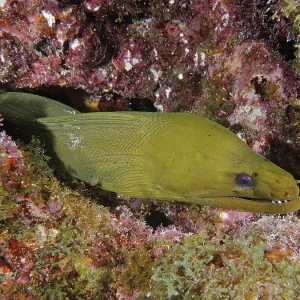 Green moray (Gymnothorax funebris)