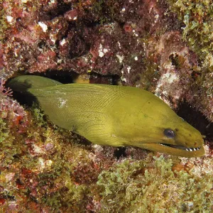 Green moray (Gymnothorax funebris)