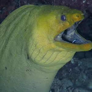Green moray (Gymnothorax funebris) at cleaning station Green moray (Gymnothorax funebris) at cleaning station