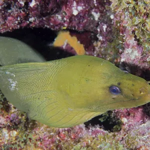 A Green moray (Gymnothorax funebris) looks out of a hiding place