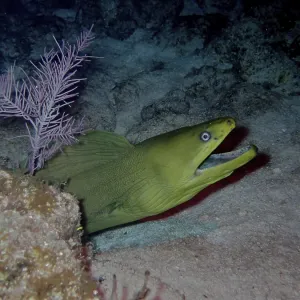 Green moray (Gymnothorax funebris) at night