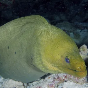 A green moray (Gymnothorax funebris) resting on the seabed A green moray (Gymnothorax funebris) resting on the seabed