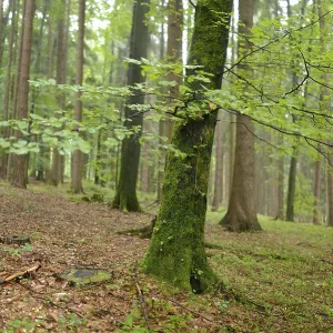 Green moss-covered trees in a damp forest atmosphere
