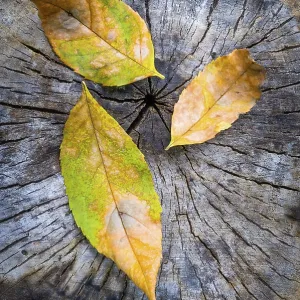 Green, orange and yellow maple leaf on a cut trunk Green, orange and yellow maple leaf on a cut trunk