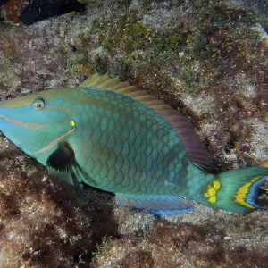 Green parrotfish (Sparisoma viride) resting on the seabed at night