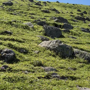 Green pasture in mountains during summer as nature background
