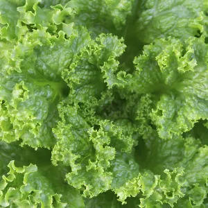 Green and purple curly lettuce leaves in the organic garden