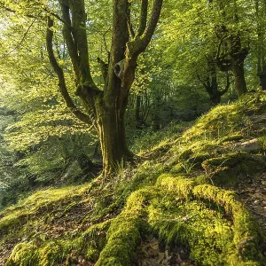Green roots of a tree in a beech forest on the path up to Monte Adarra in Urnieta Green roots of a tree in a beech forest on the path up to Monte Adarra in Urnieta