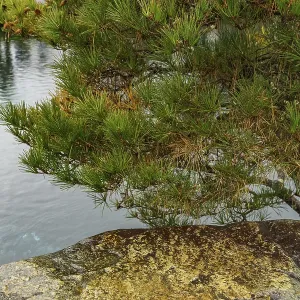 Green tree and rocks at a pond in a Japanese garden Green tree and rocks at a pond in a Japanese garden