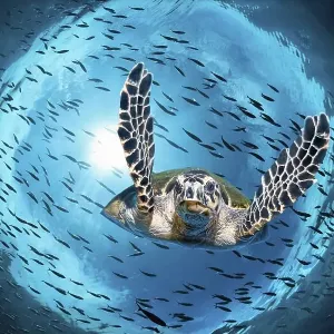 Green turtle (Chelonia mydas) diving under