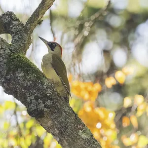 Green woodpecker (Picus viridis) on mossy trunk Green woodpecker (Picus viridis) on mossy trunk