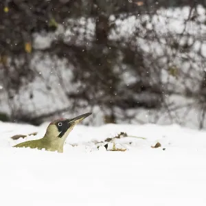 A green woodpecker (Picus viridis) peers out of a blanket of snow A green woodpecker (Picus viridis) peers out of a blanket of snow