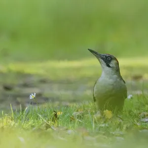 A green woodpecker (Picus viridis) stands in the grass next to a daisy surrounded by soft greenery A green woodpecker (Picus viridis) stands in the grass next to a daisy surrounded by soft greenery