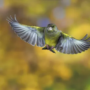 Greenfinch (Carduelis chloris) in flight