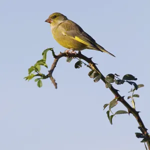 Greenfinch (Carduelis chloris) perched on a branch Greenfinch (Carduelis chloris) perched on a branch