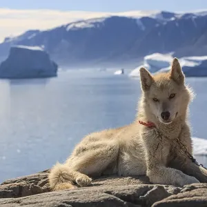 Greenland dog lying on a rock in front of icebergs in the fjord Greenland dog lying on a rock in front of icebergs in the fjord