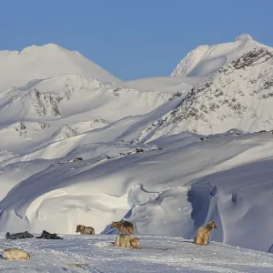 Greenland dogs, huskies, in front of snowy mountains
