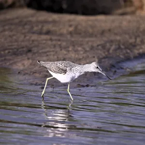 Greenshank (Tringa nebularia) searching for food in the water