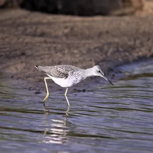 Greenshank (Tringa nebularia) searching for food in the water