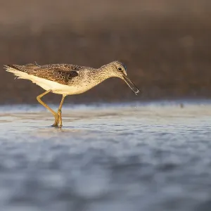 Greenshank (Tringa nebularia), Texel, Netherlands