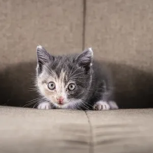 Grey beige and white kitten in a chair