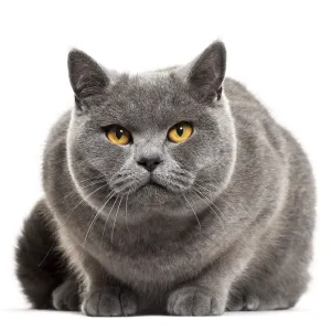 Grey British Shorthair Cat Print Grey British Shorthair Cat Print