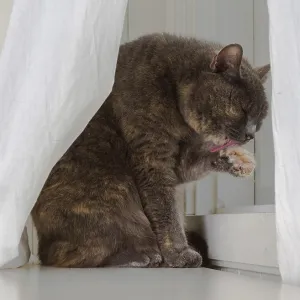 Grey cat sits in front of window with white curtains and white background