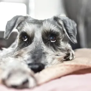 A grey dog of the Schnauzer breed cutely looks up while lying on the bed