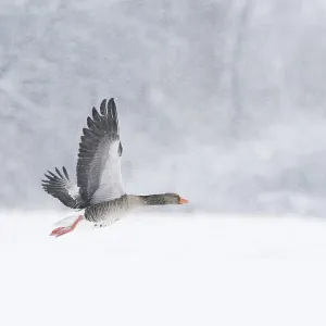 A grey goose (Anser anser) flies through a snowy and cold landscape during snowfall A grey goose (Anser anser) flies through a snowy and cold landscape during snowfall