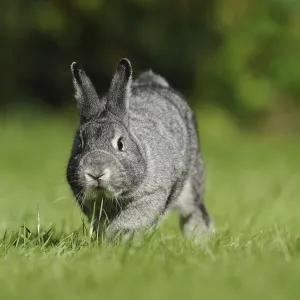 Grey hare on a green meadow in a natural environment Grey hare on a green meadow in a natural environment