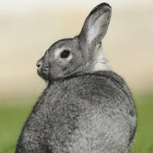 Grey hare looking backwards on a green meadow