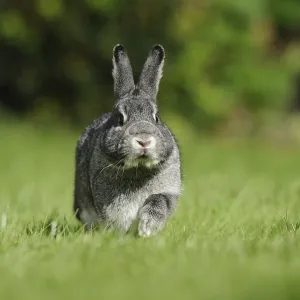 Grey hare in a meadow photographed from the front