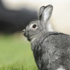 Grey hare photographed from the side on a green meadow