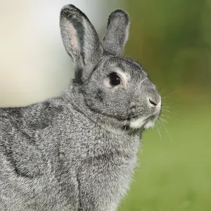 Grey hare in side profile on green meadow Grey hare in side profile on green meadow