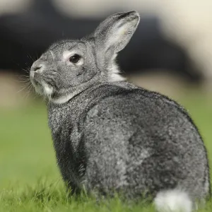 Grey hare sitting quietly on a green meadow Grey hare sitting quietly on a green meadow