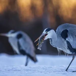 Grey heron (Ardea cinerea) sitting