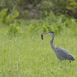 A grey heron (Ardea cinerea) stands in a meadow and holds a mouse in its beak A grey heron (Ardea cinerea) stands in a meadow and holds a mouse in its beak