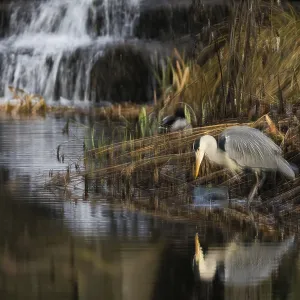 A grey heron (Ardea cinerea) stands on the riverbank next to a small waterfall