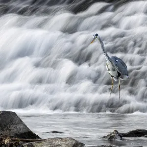 A grey heron (Ardea cinerea) stands next to rocks at the waterfall A grey heron (Ardea cinerea) stands next to rocks at the waterfall