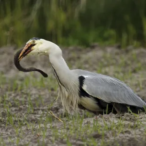 Grey heron, Ardea einerea, is an eel eating on the island of Texel