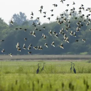 Four Grey Herons (Ardea cinerea) standing face-to-face on a grassy meadow Four Grey Herons (Ardea cinerea) standing face-to-face on a grassy meadow