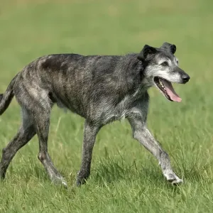 Grey mixed-breed, slim dog trotting