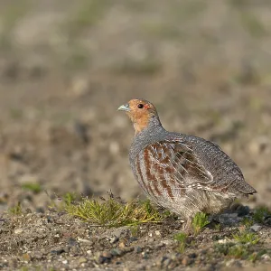 Grey partridge (Perdix perdix) Cock in breeding plumage Grey partridge (Perdix perdix) Cock in breeding plumage