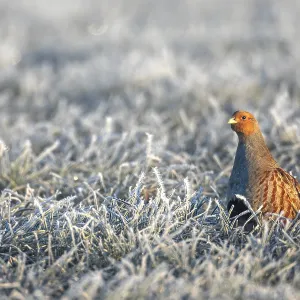 Grey partridge (Perdix perdix) cock in the early morning in a meadow covered with hoarfrost Grey partridge (Perdix perdix) cock in the early morning in a meadow covered with hoarfrost